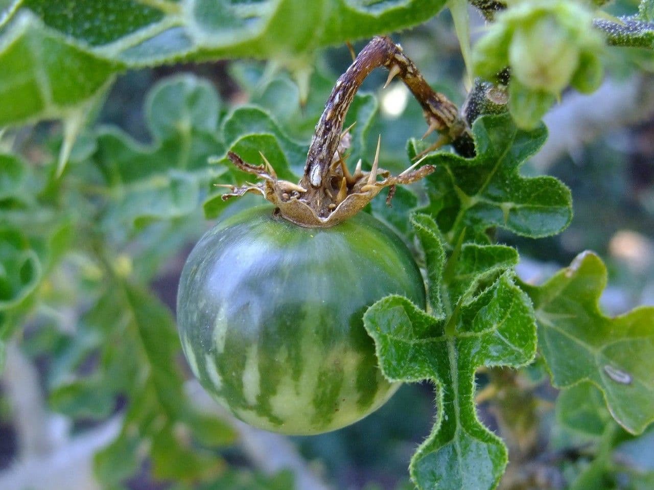 Solanum