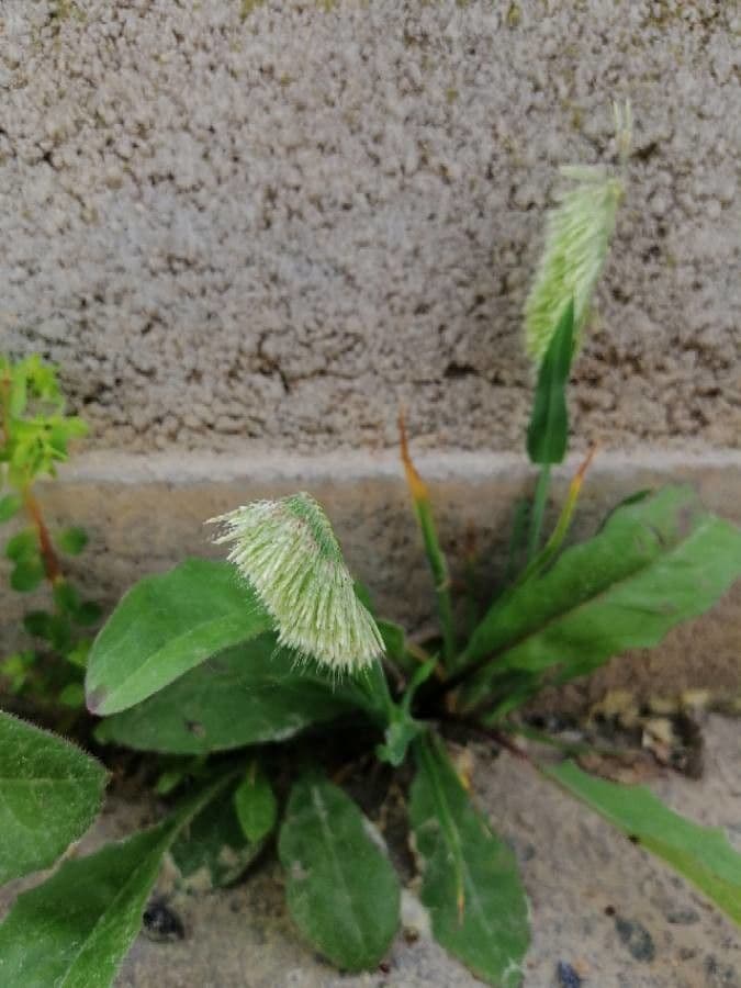 Lamarckia dorata 24