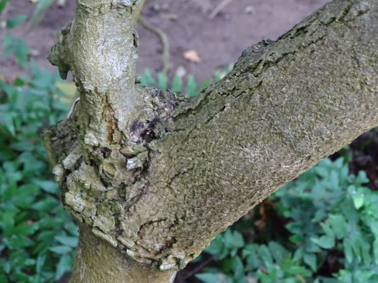 Lepisanthes 3