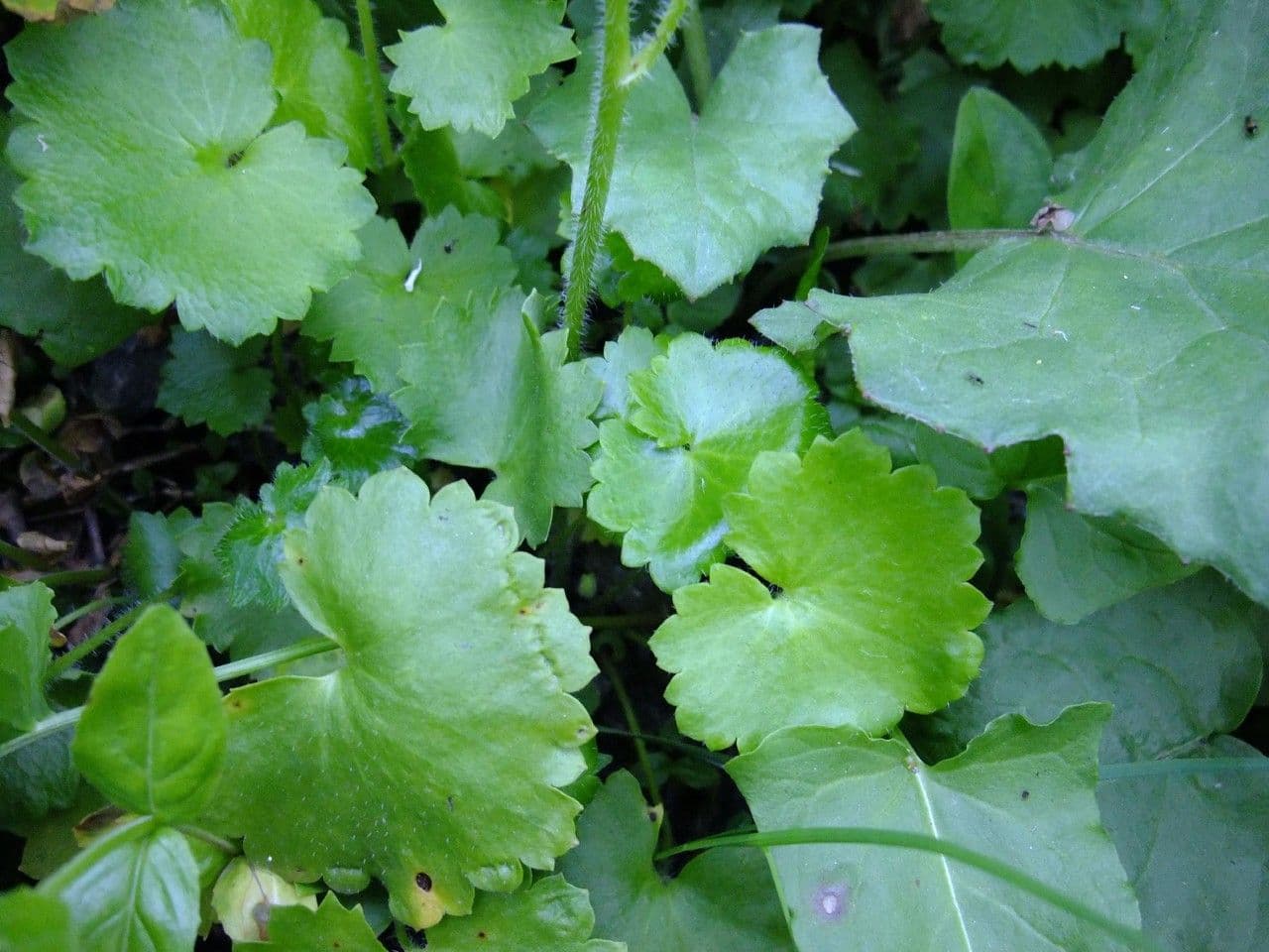 Sassifraga bulbifera 13