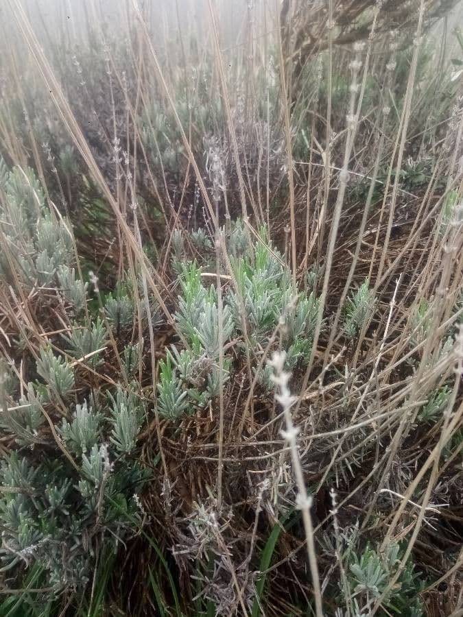 Lavanda selvatica 27