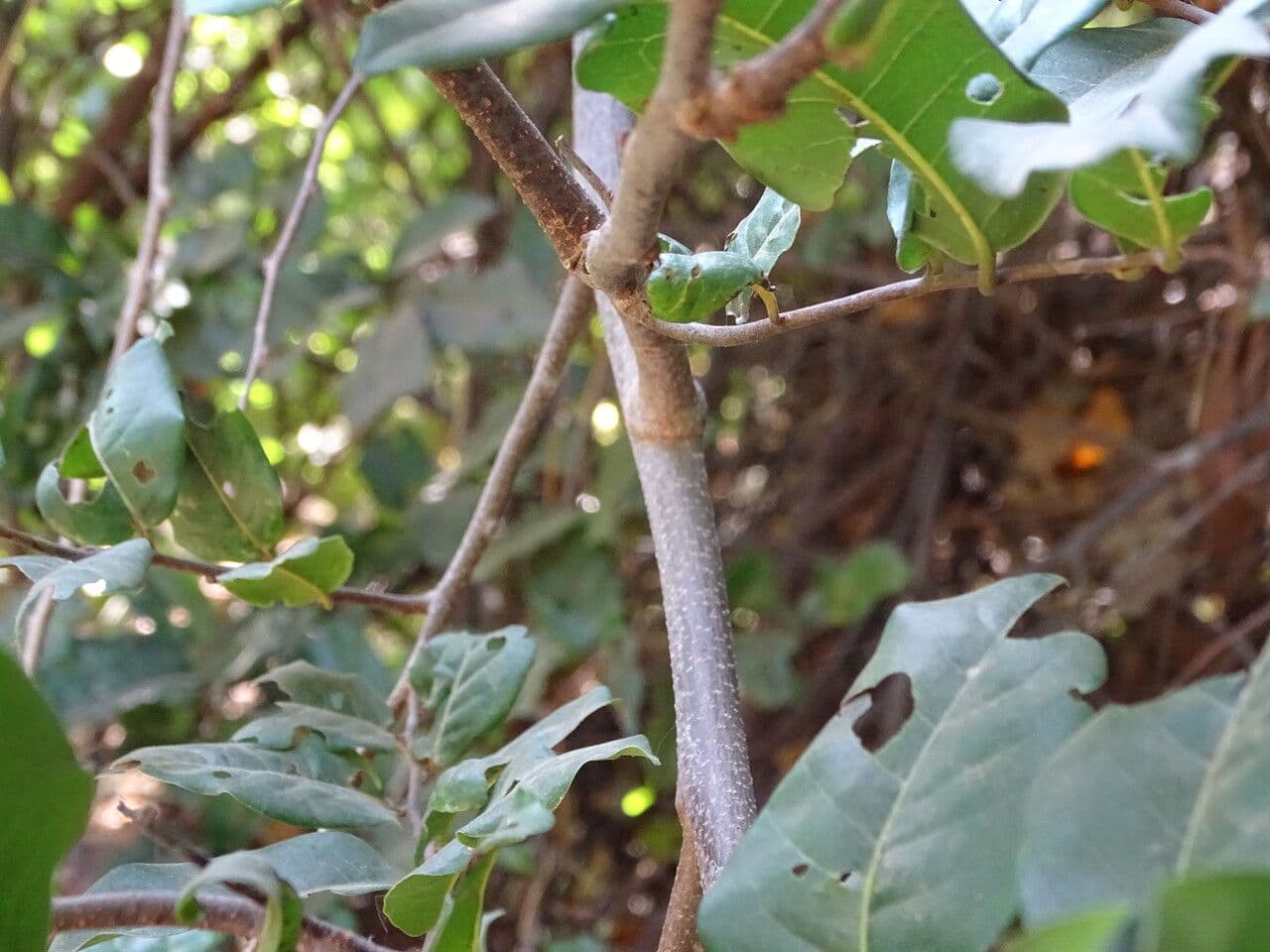 Combretum 4