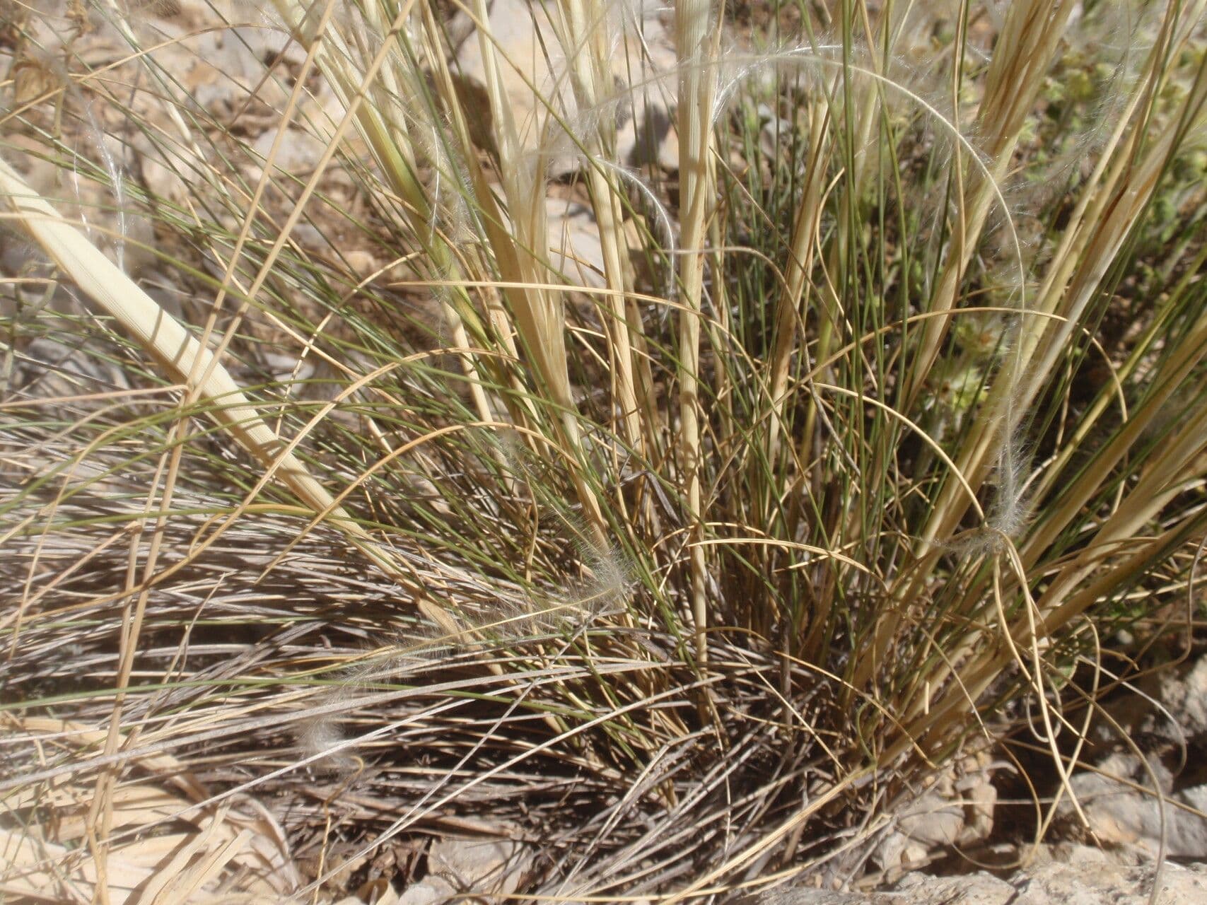 Estipa 19