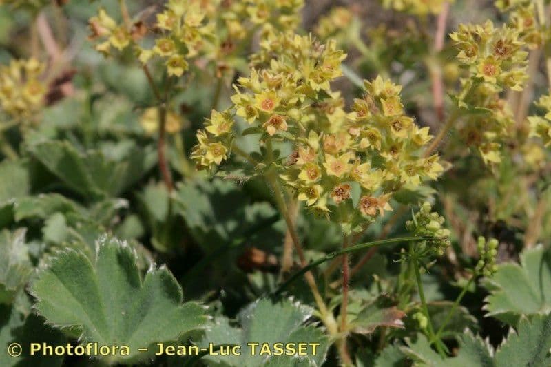Alchemilla flabellata 6