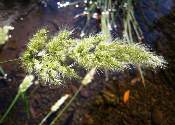 Polypogon 2