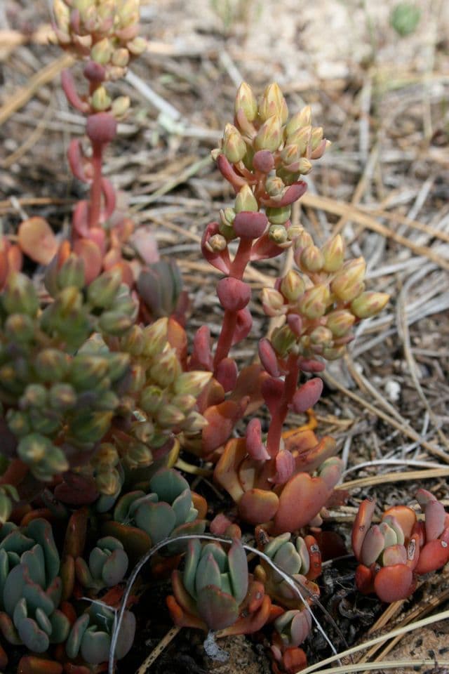 Borracina ottusa 2