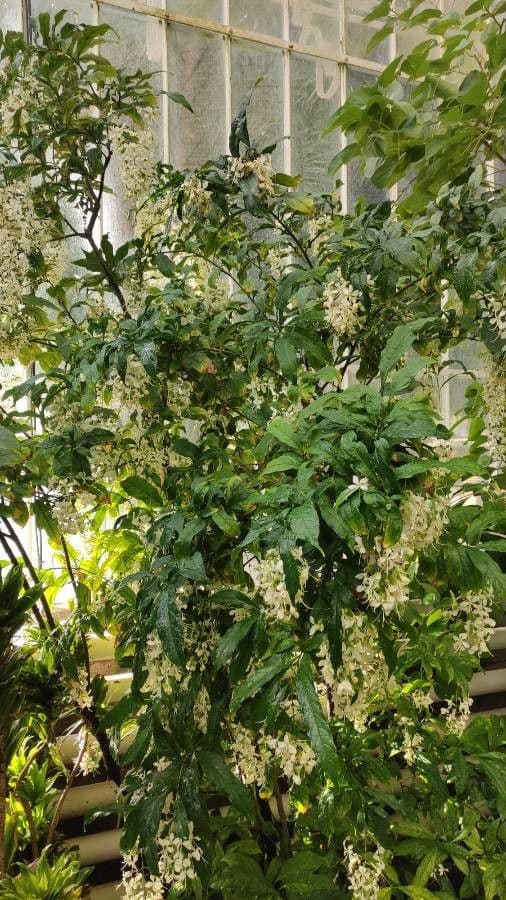 Clerodendrum wallii