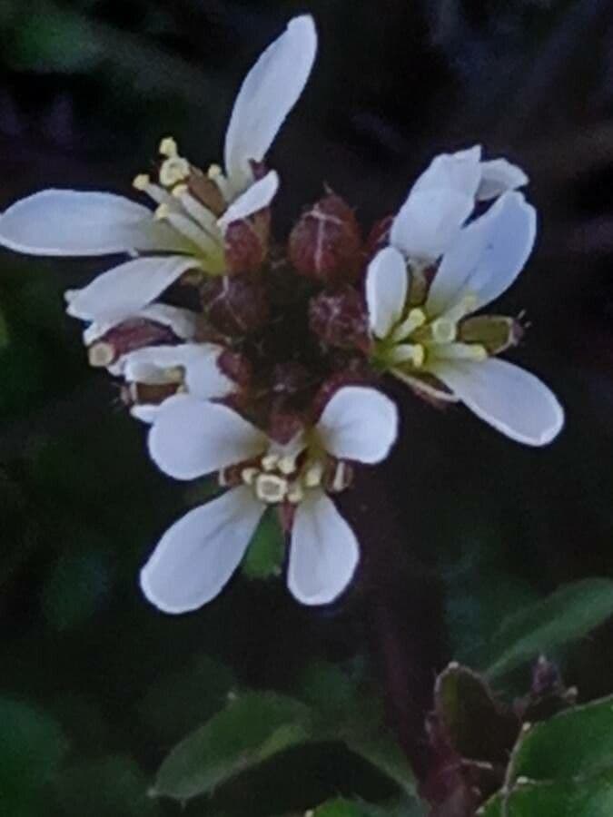 Billeri impatiens 8
