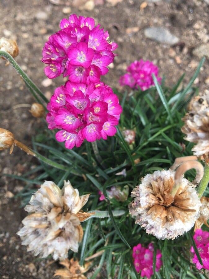 Armeria 7