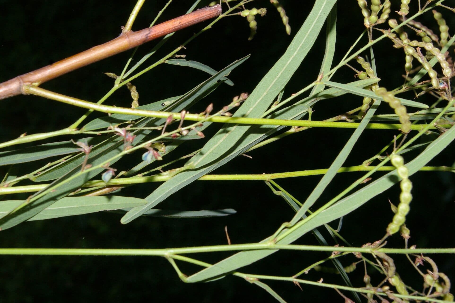 Desmodium 6