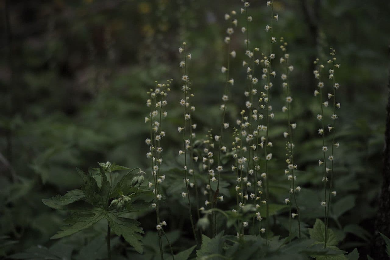 Mitella diphylla