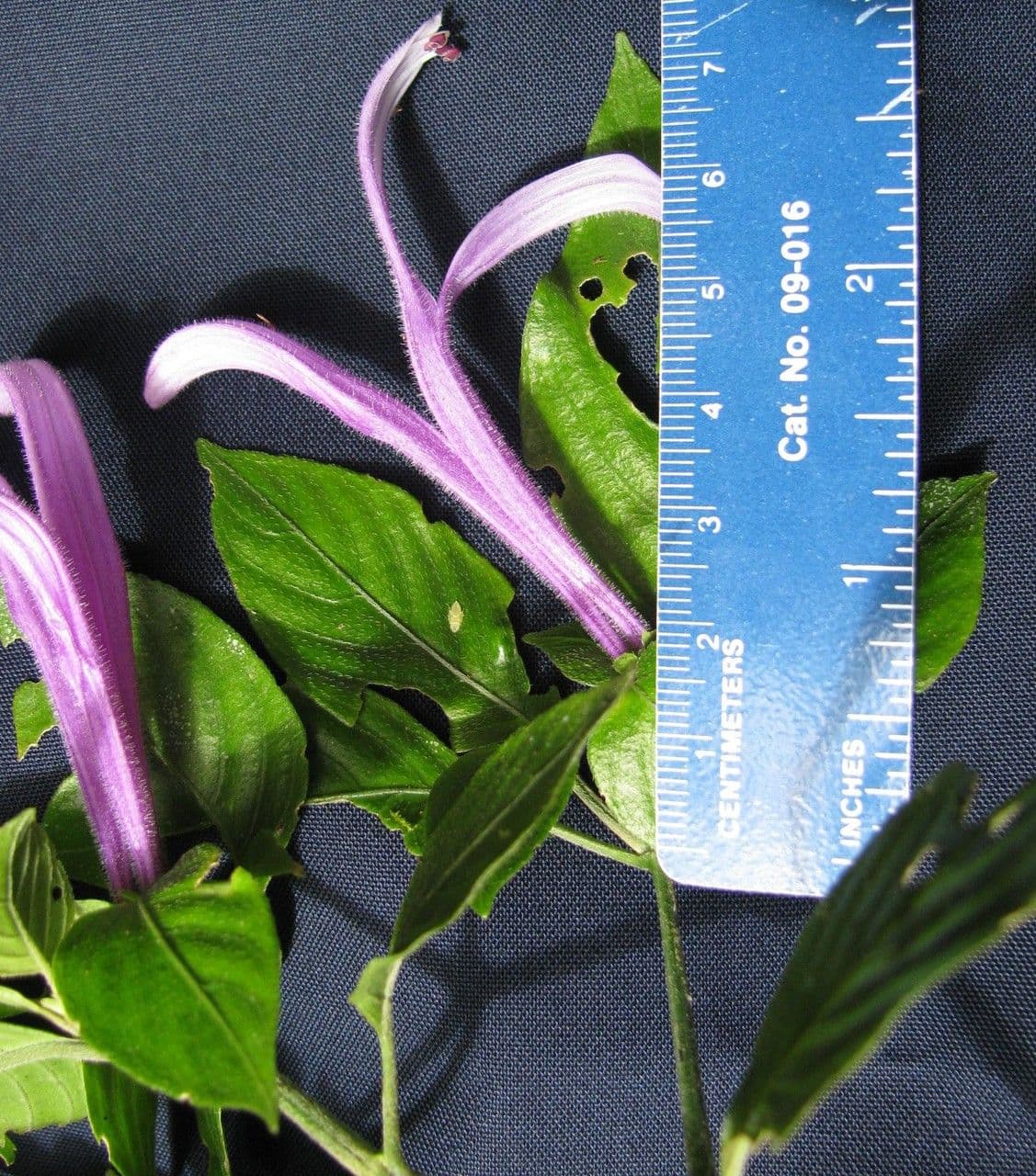 Poikilacanthus 6