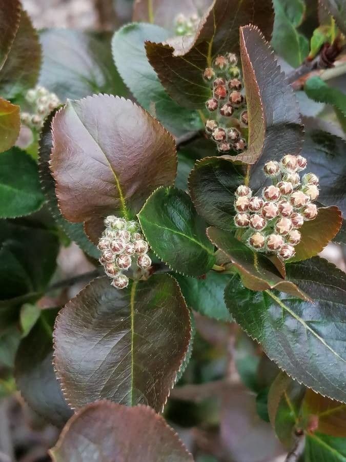 Aronia nera 29