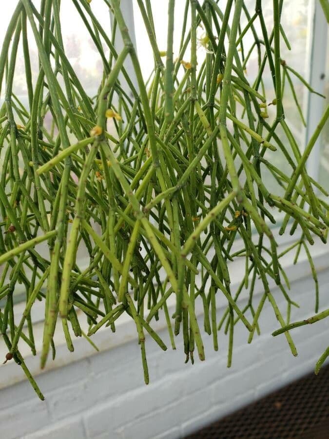 Rhipsalis 6