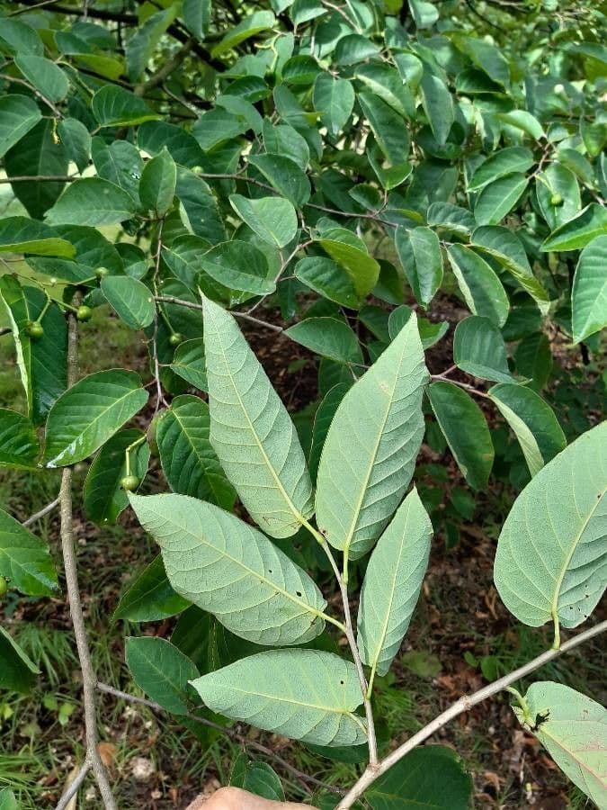 Neoshirakia giapponese 8