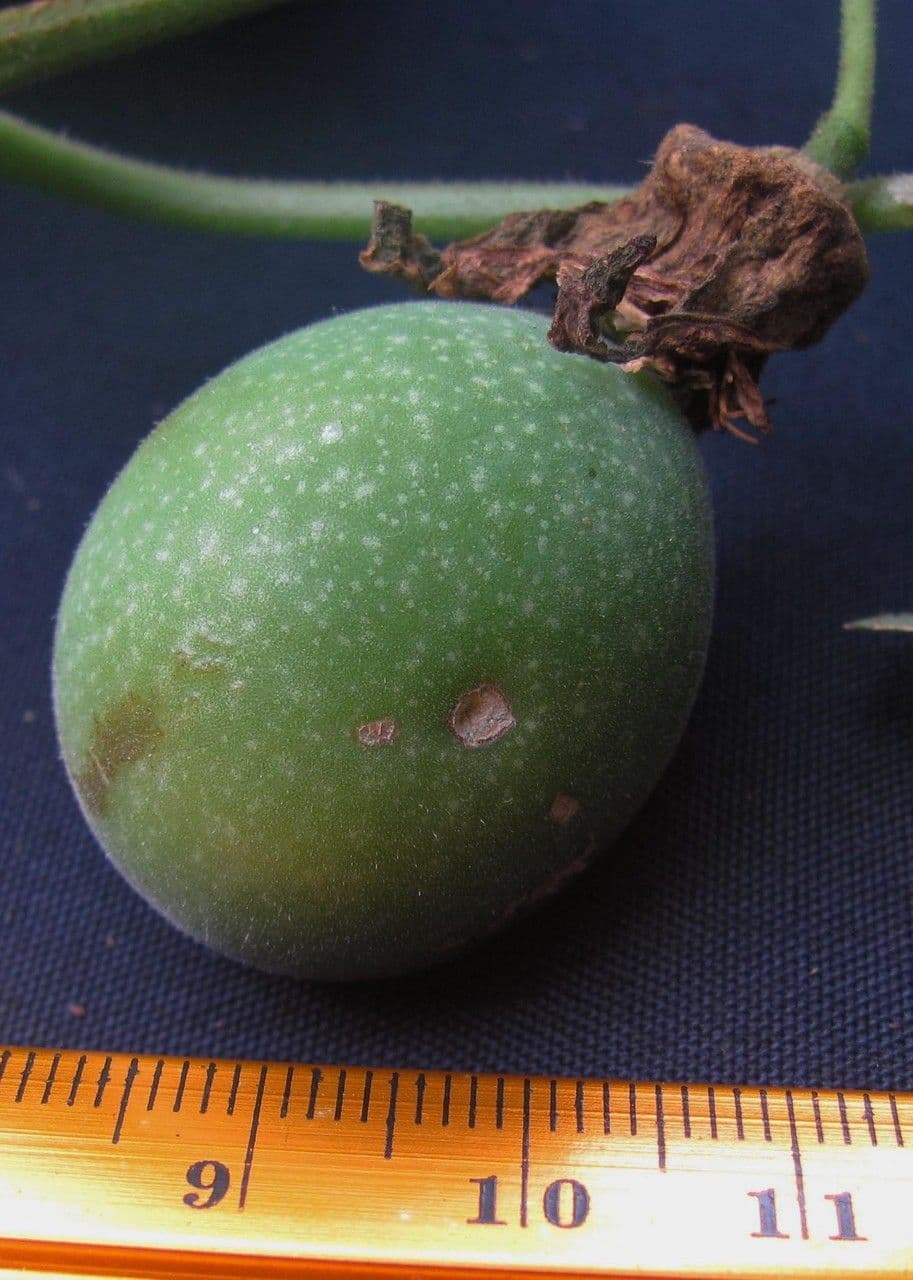 Passiflora 4