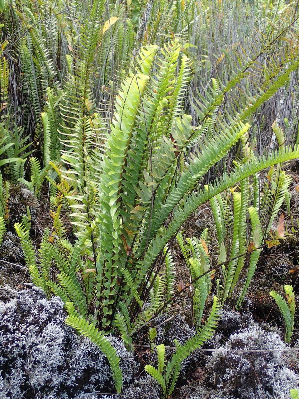 Nephrolepis 10