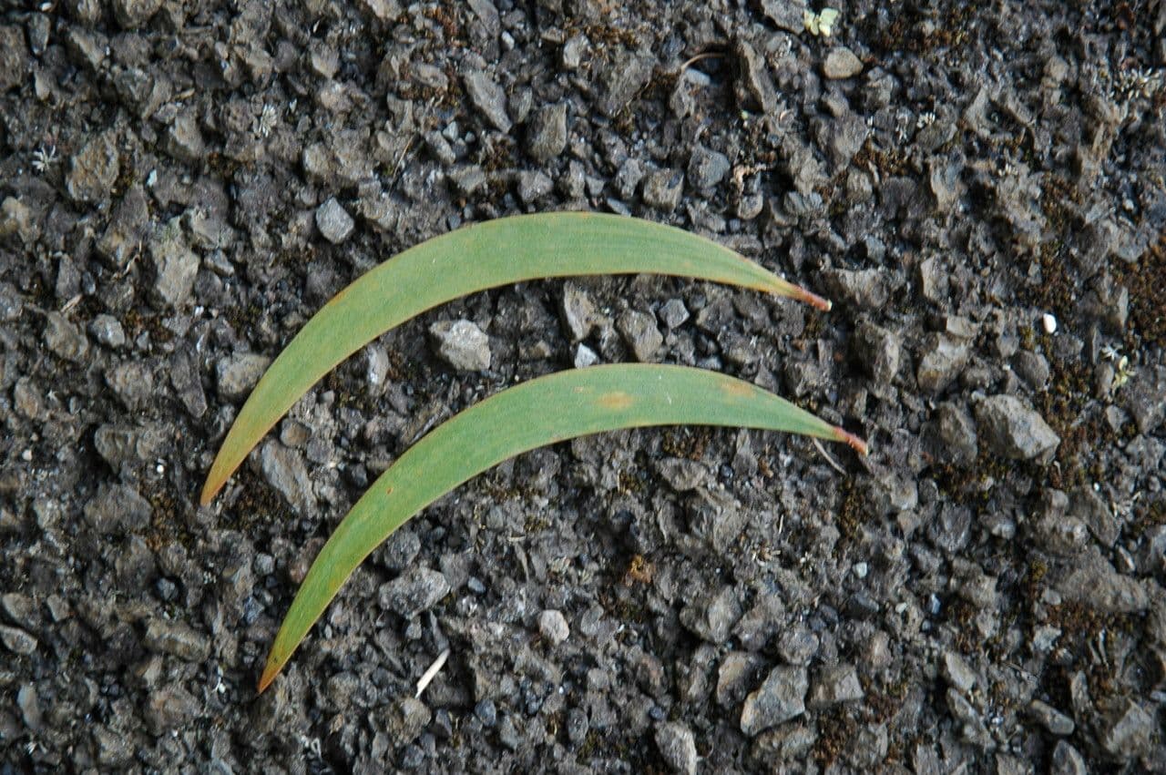 Acacia Koaoha 12