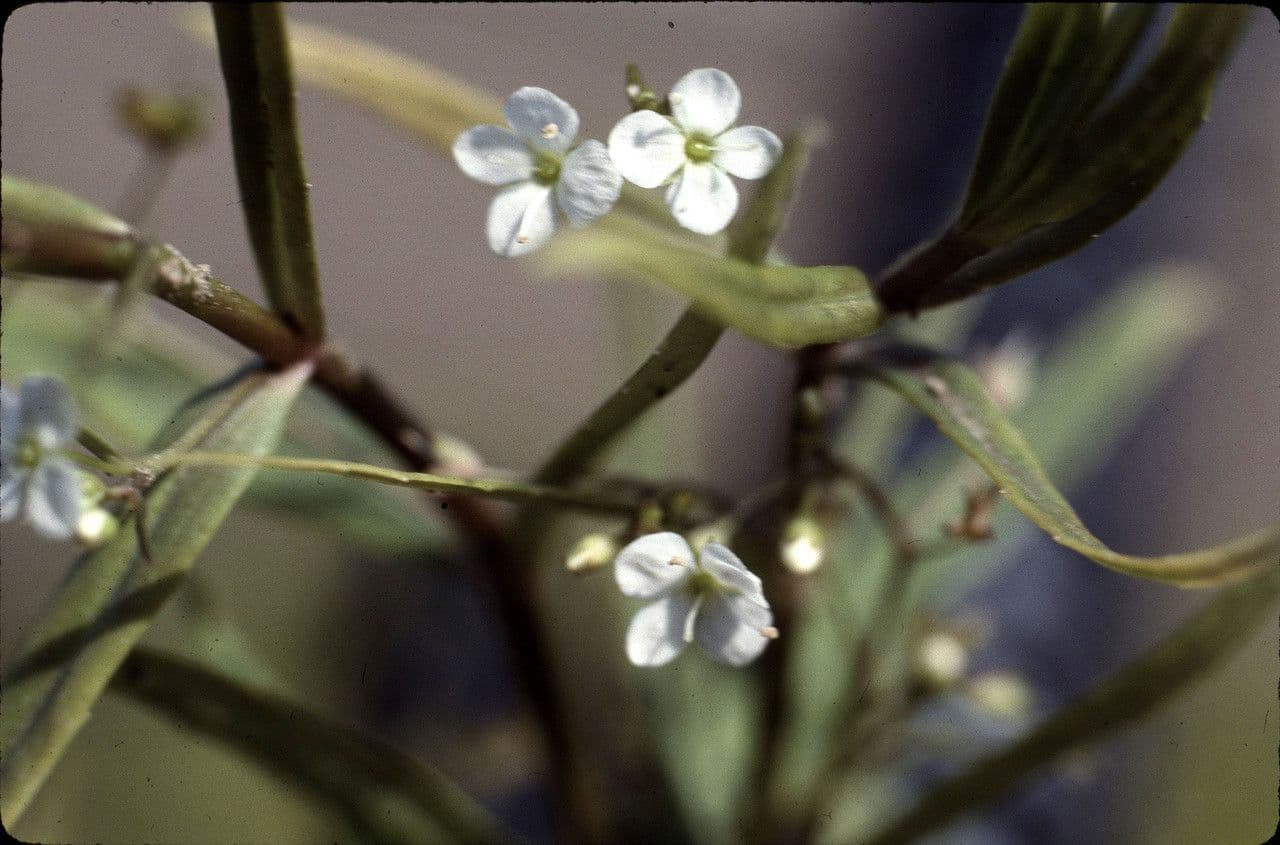 Veronica scudata 7