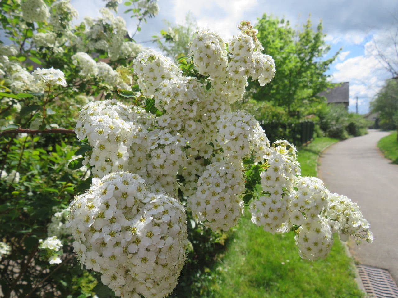 Spiraea ulmifolia 9