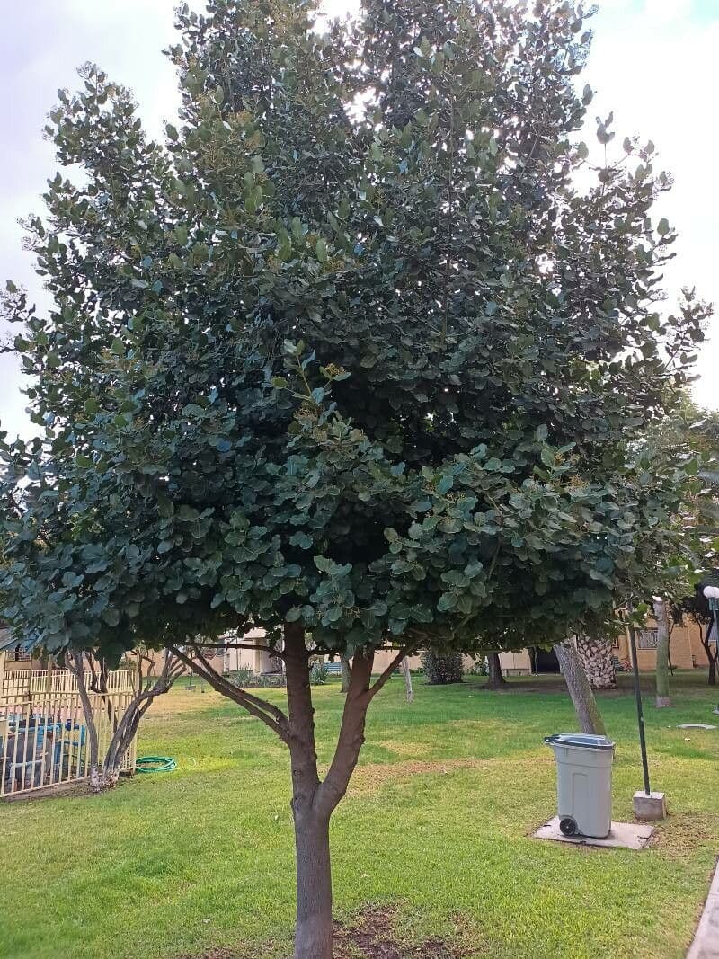 Bellota 6