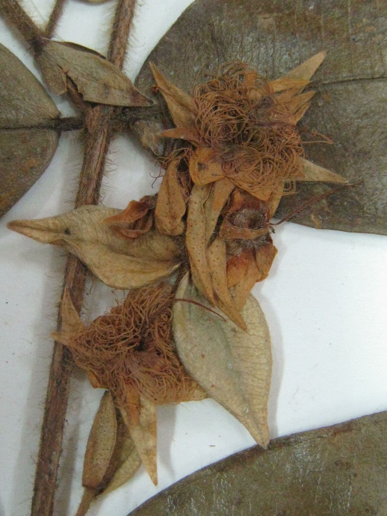 Myrcia bracteata 2
