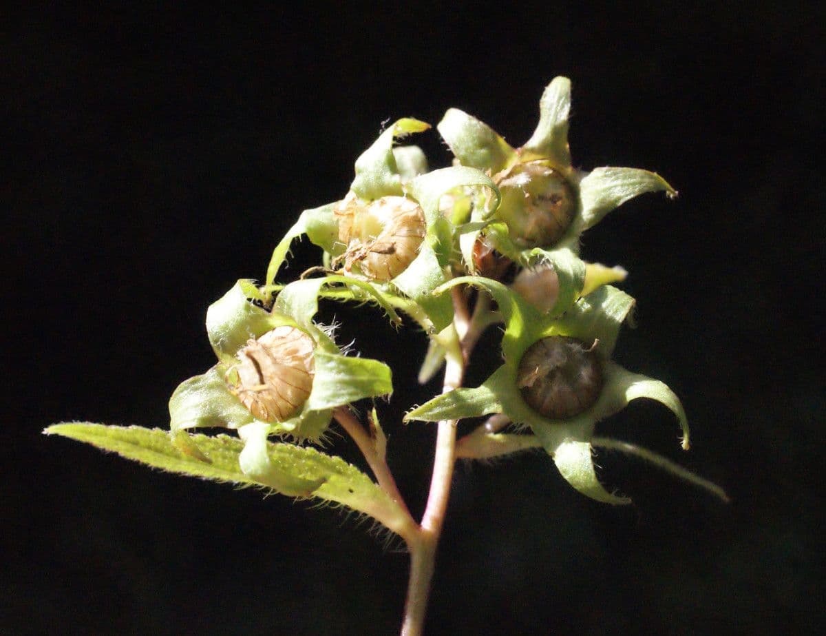 Breitblättrige Glockenblume