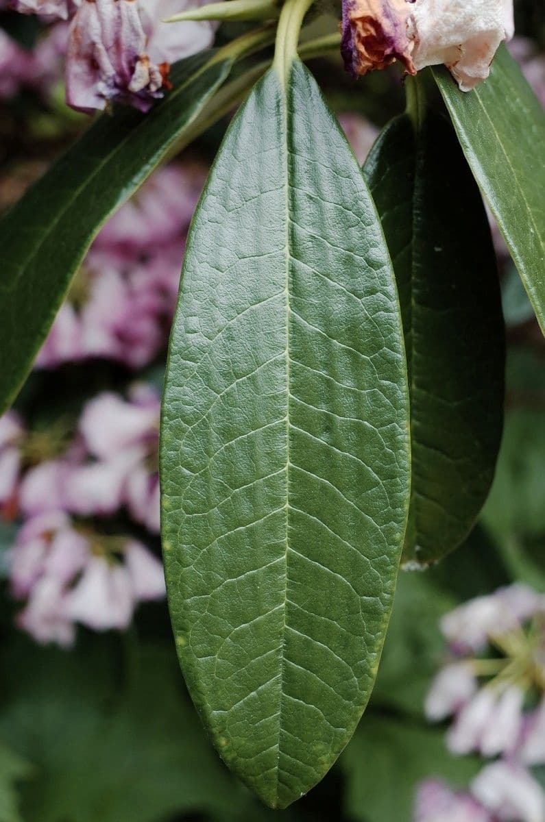 Rhododendron 17