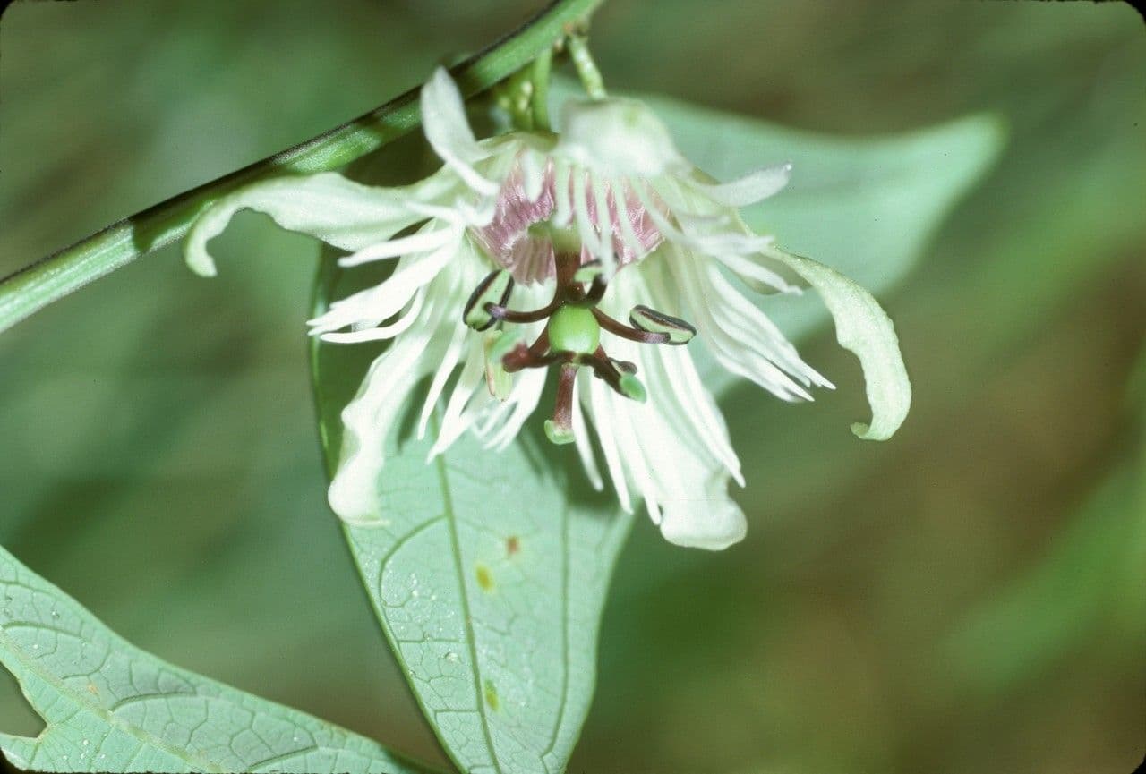 Passiflora pipistrello 2