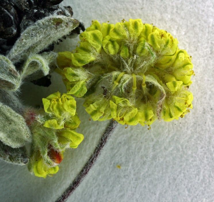 Eriogonum caespitosum 2