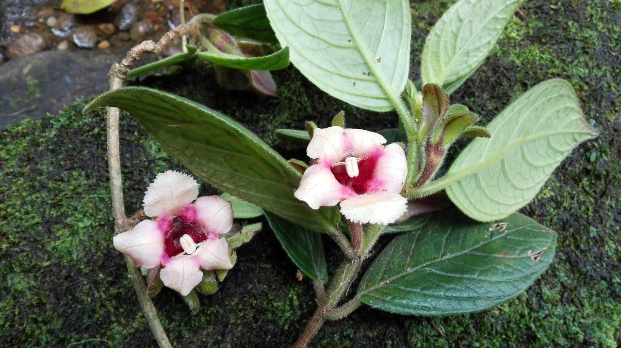 Drymonia alloplectoides 8