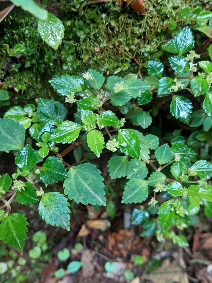 Pilea 6