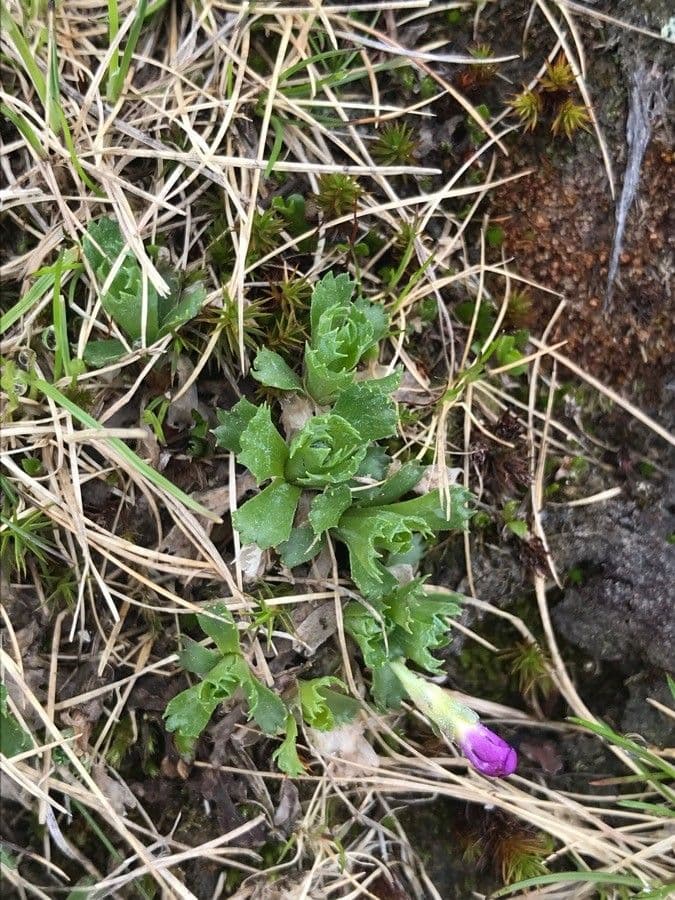 Primula 11