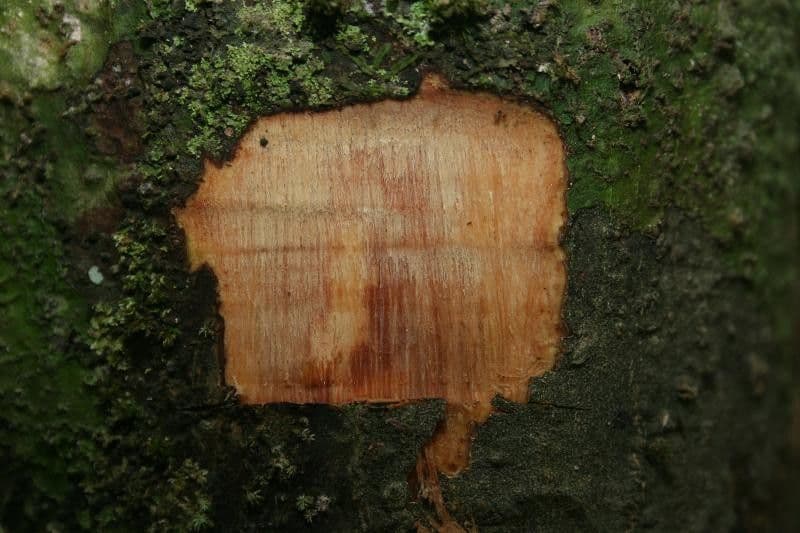 Eschweilera 9