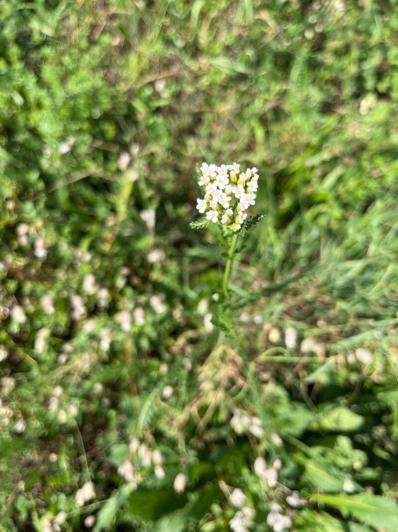 Achillée 2