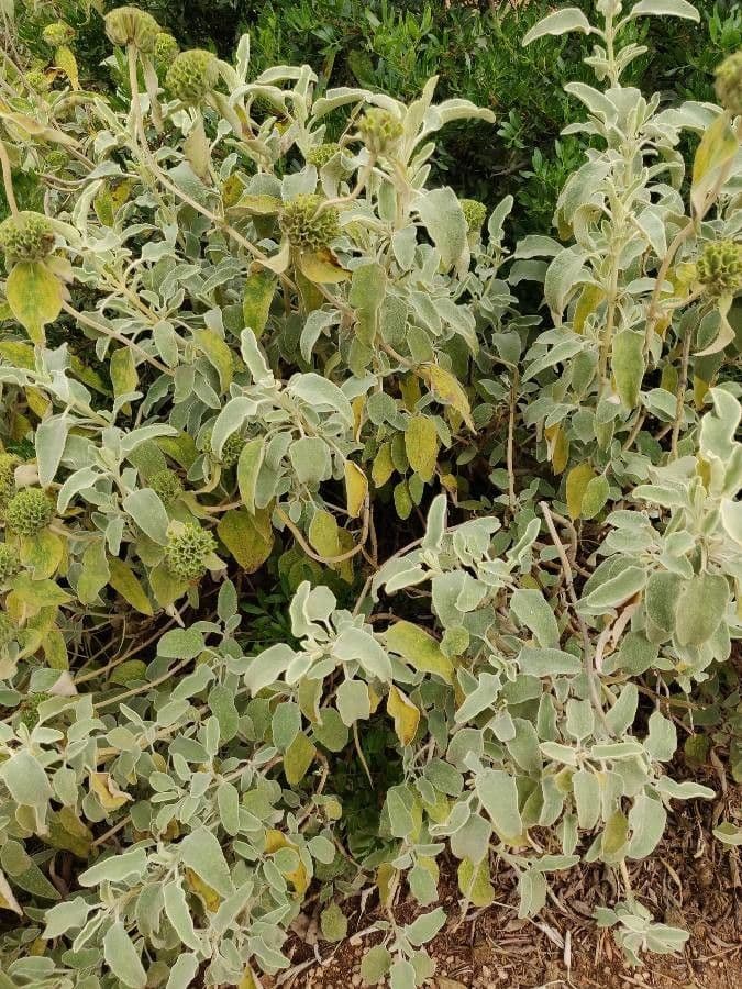 Phlomis 7