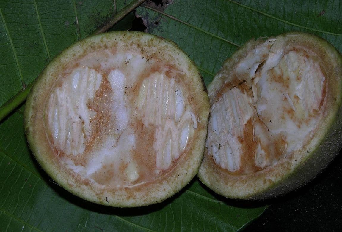 Simira 18