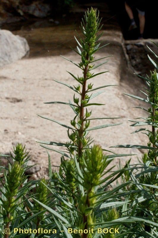Echium 9