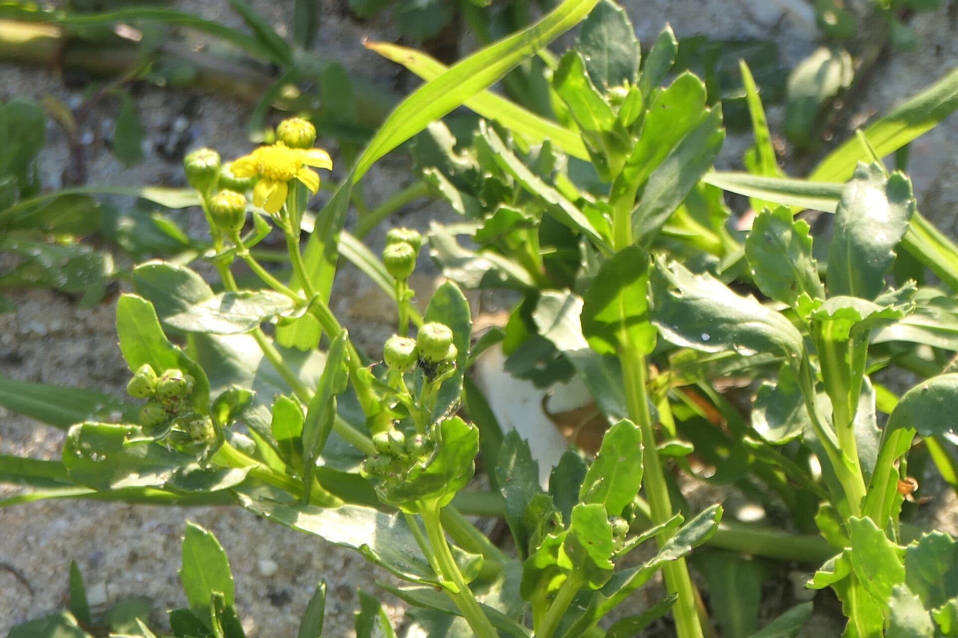 Senecione 2