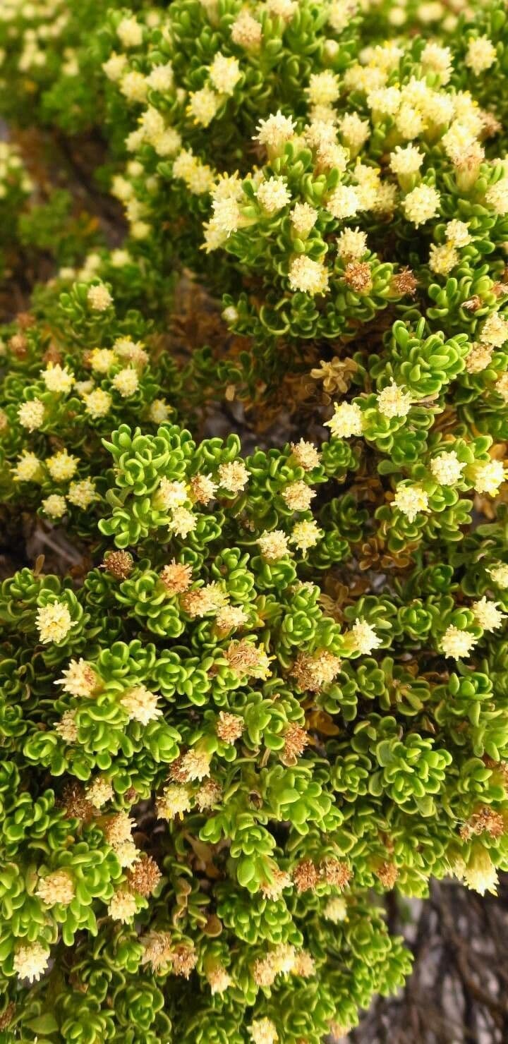 Baccharis 3