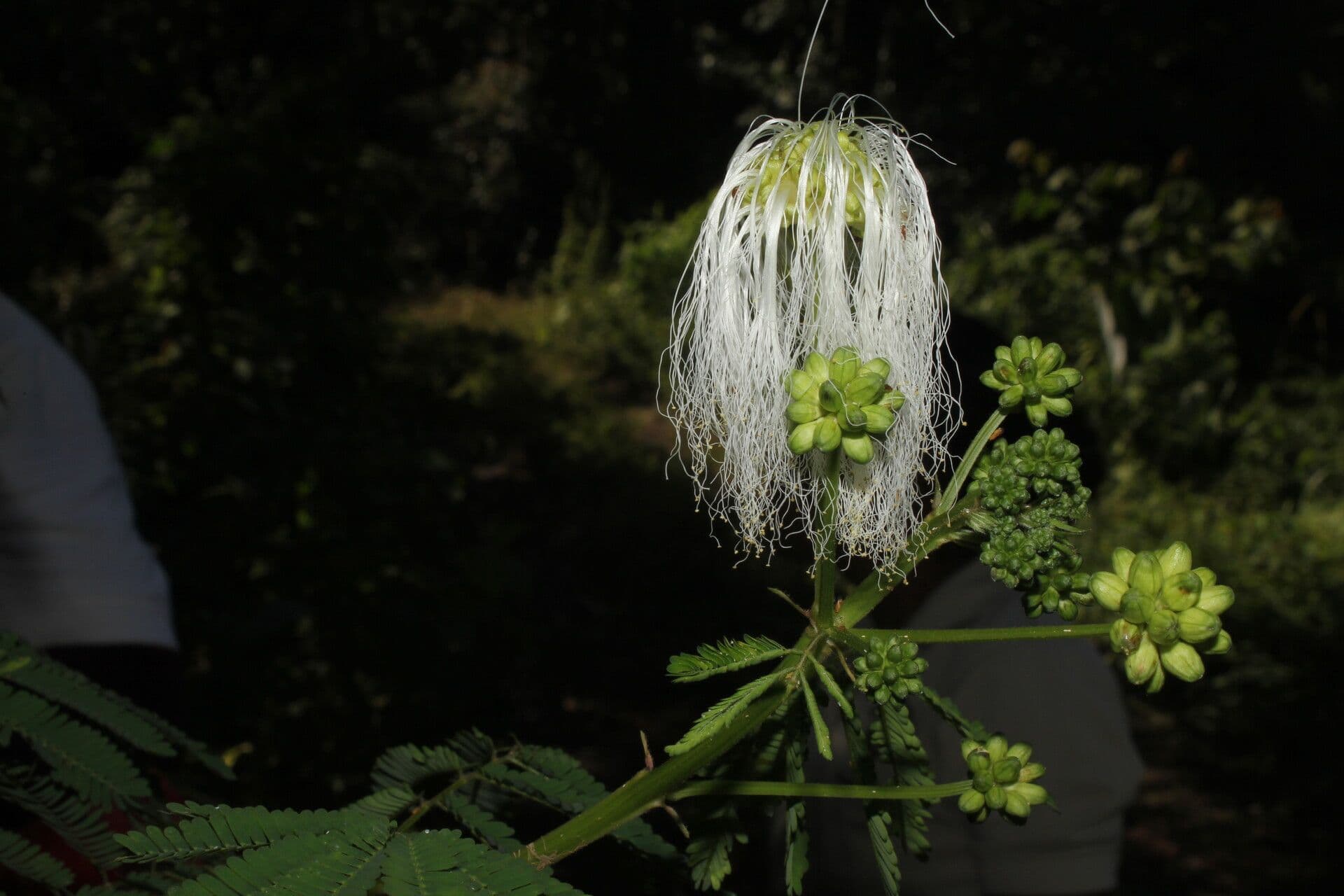 Weiße Calliandra 4