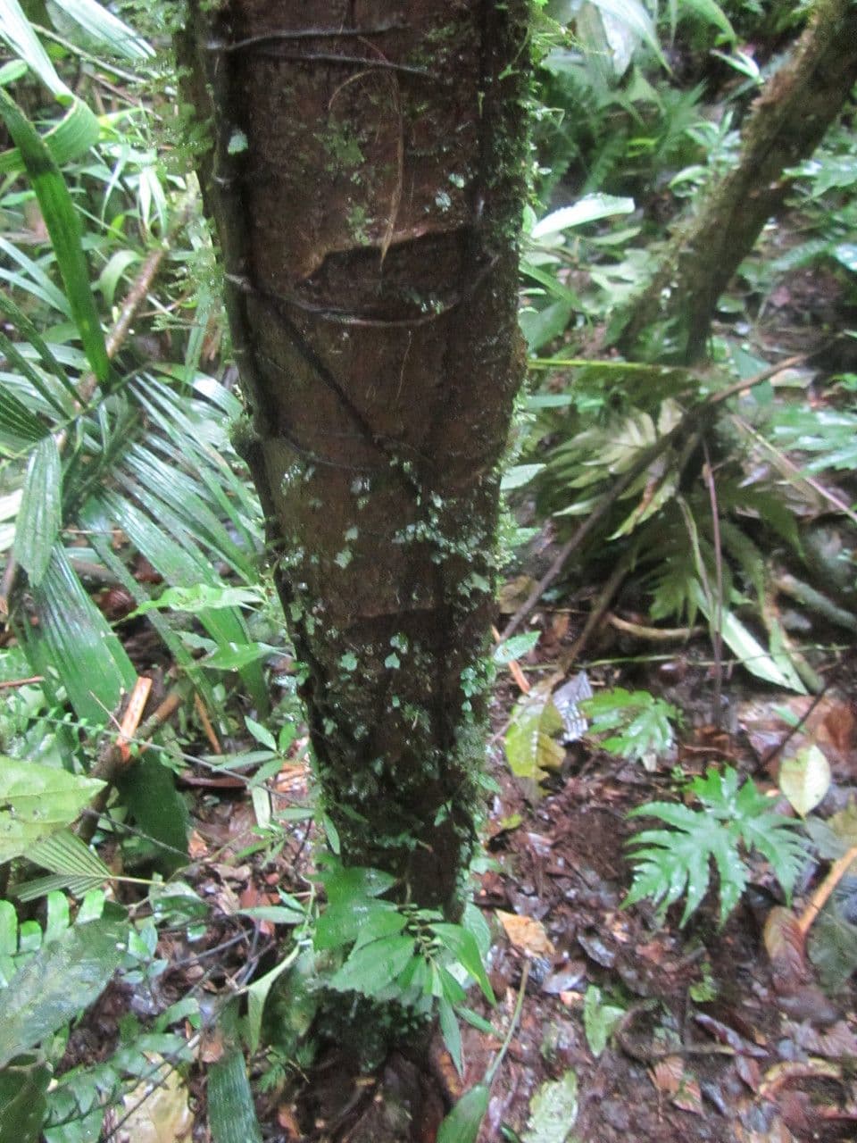 Ocotea 10