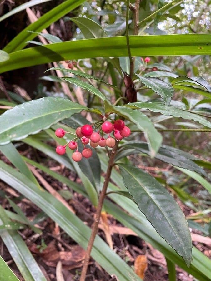 Ardisia crenata 6