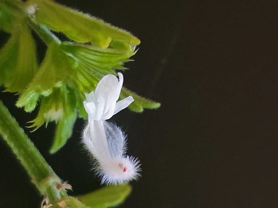 Leucas glabrata 3