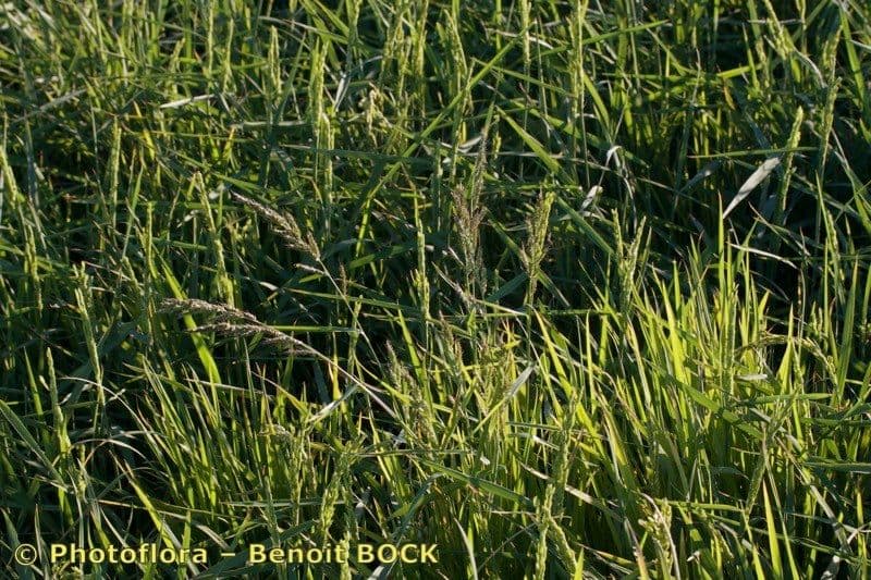 Echinochloa oryzoides 10