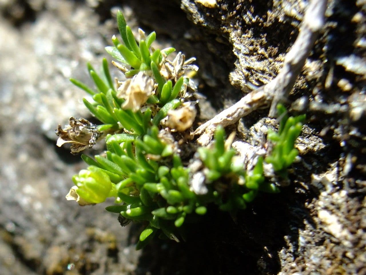 Minuartia sedoide 9