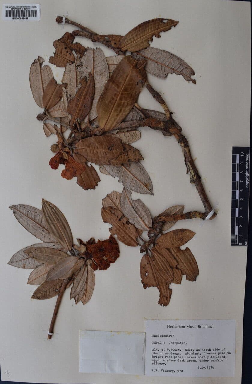 Rododendron stromovit
 29
