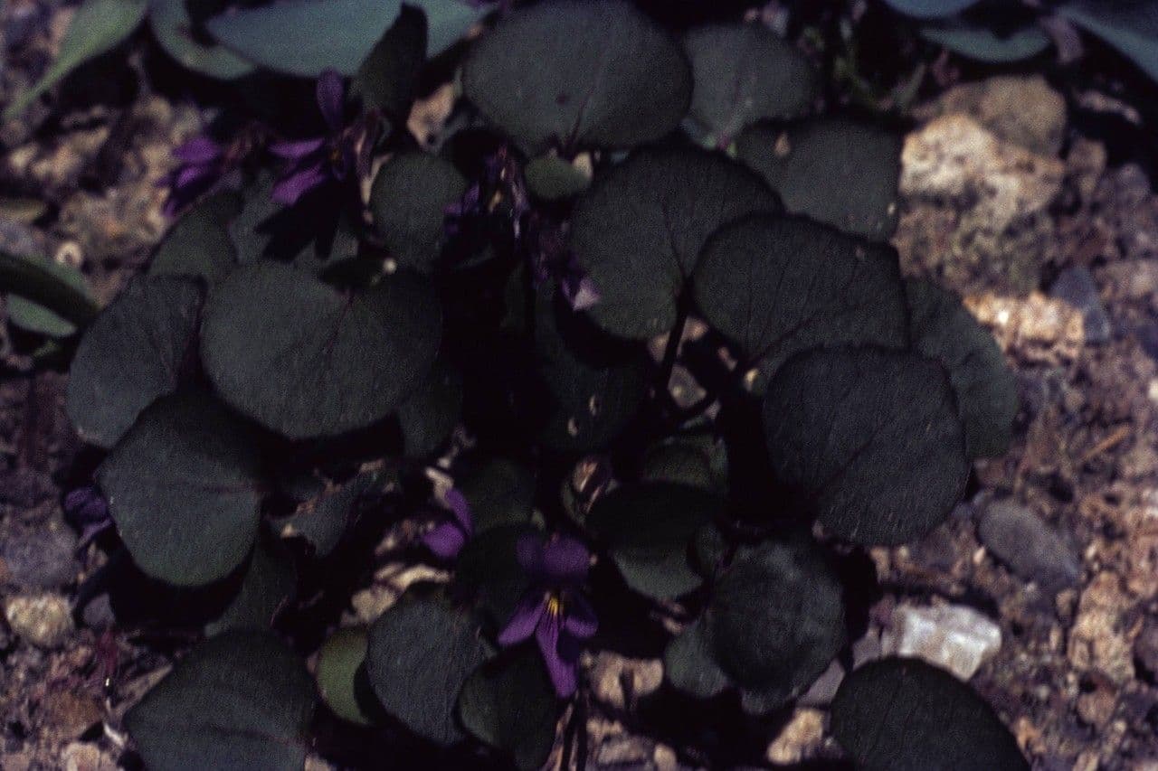 Rock violet 3