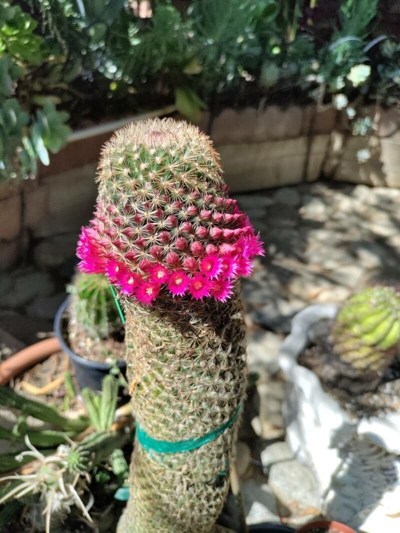 Mammillaria di Matuda 3