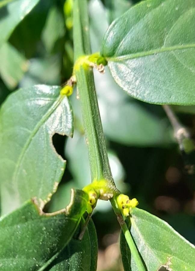 Ruellia brevifolia 16